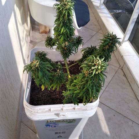 🥭 🌹  growlog timeline photo