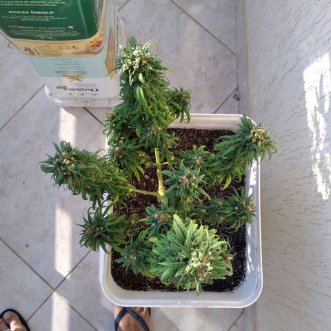 🥭 🌹  growlog timeline photo