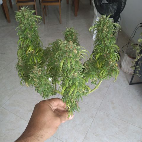 🥭 🌹  growlog timeline photo