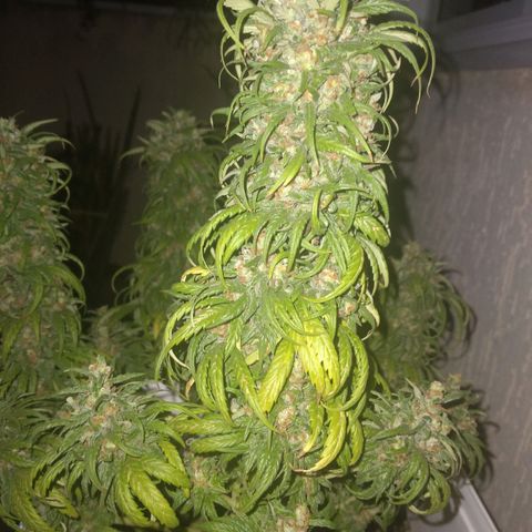 🥭 🌹  growlog timeline photo
