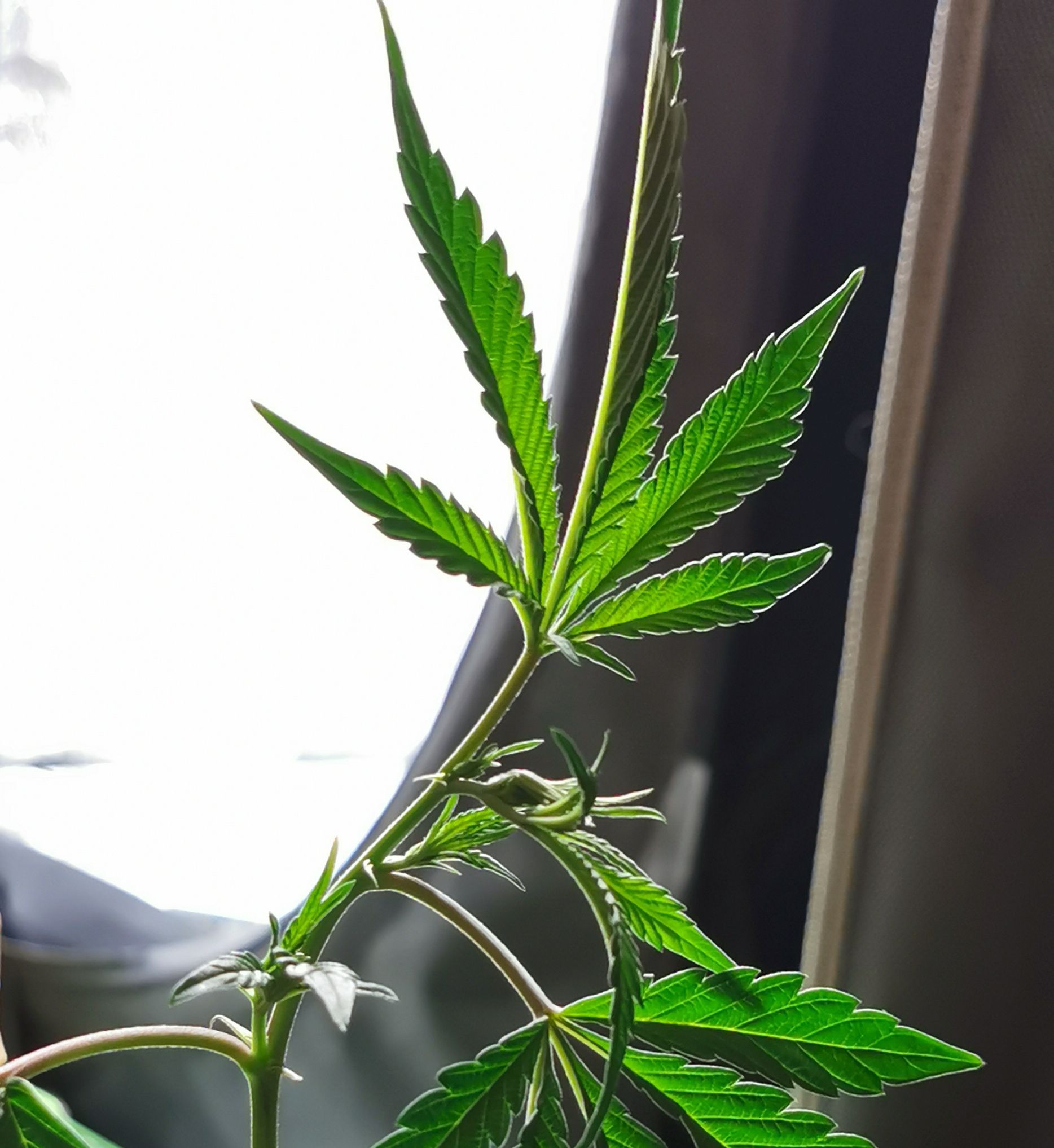 Super Buff Cherry #26 growlog header