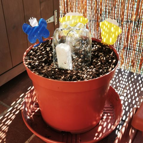 SLH Auto growlog photo: In den Schatten gewandert 🥵☀🌿