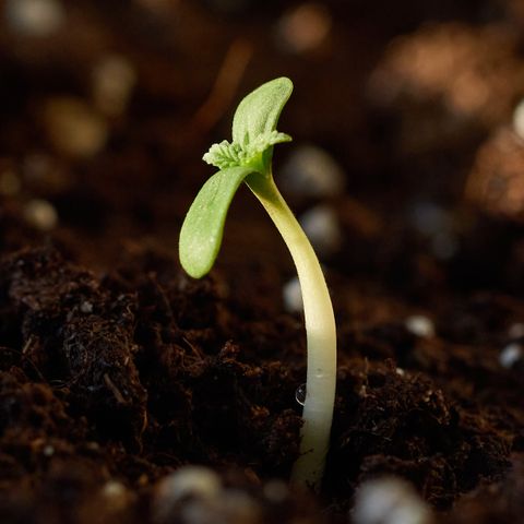 SLH Auto growlog photo: #1 hat heute Hallo gesagt 😊🙌🌿