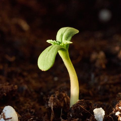 SLH Auto growlog photo: #2 hat heute auch das Tageslicht erblickt 😊🙌🌿💚