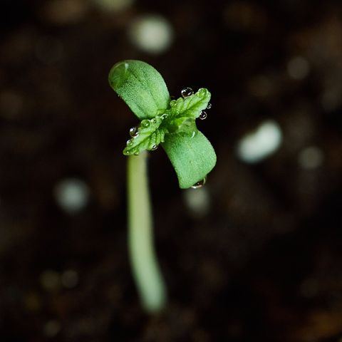 SLH Auto growlog photo: 😊🌿☀ 