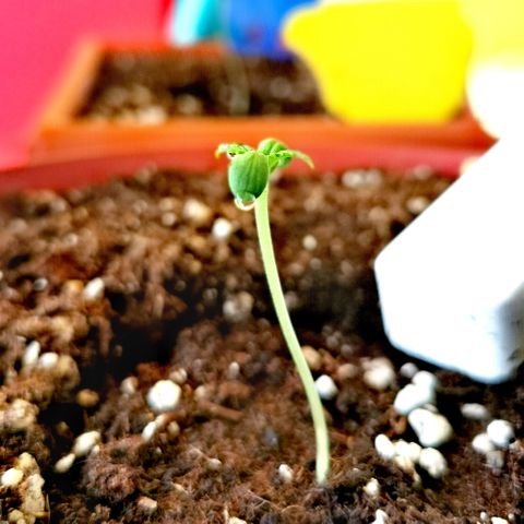 SLH Auto growlog photo: Die beiden haben etwas gespargelt in den letzten zwei Tagen 😅🌿