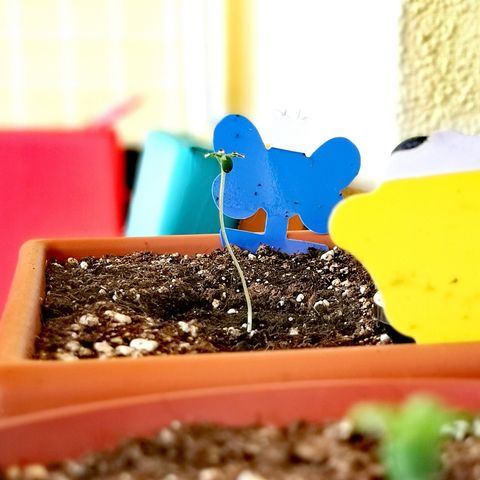 SLH Auto growlog photo: Die beiden haben etwas gespargelt in den letzten zwei Tagen 😅🌿