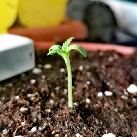 SLH Auto growlog photo: Erde aufgeschüttet um die Sämlinge zu stützen 💪🌿
