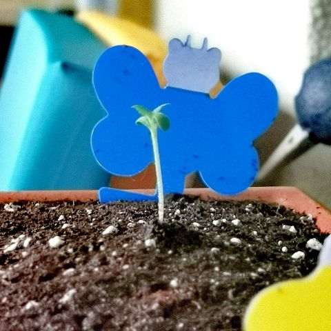 SLH Auto growlog photo: Erde aufgeschüttet um die Sämlinge zu stützen 💪🌿
