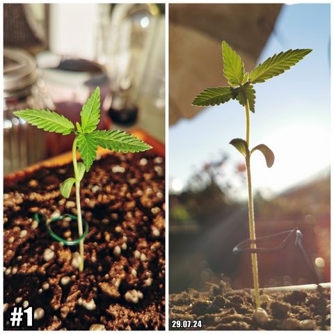 SLH Auto growlog timeline photo
