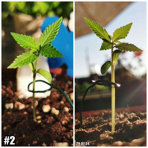 SLH Auto growlog timeline photo