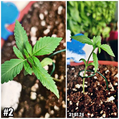 SLH Auto growlog photo: evtl Thripse gefunden 😬🌿🍀