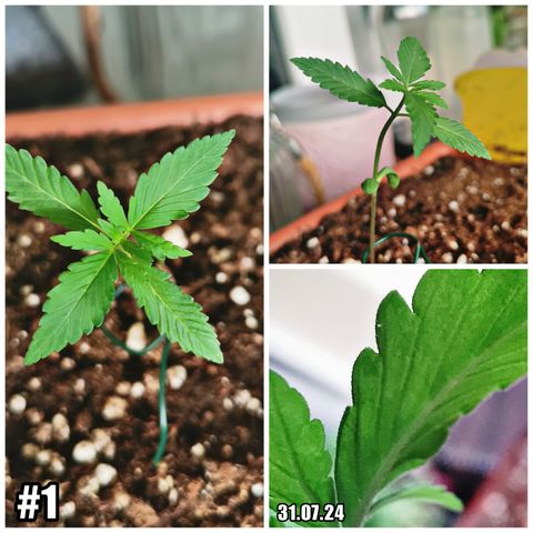 SLH Auto growlog photo: evtl Thripse gefunden 😬🌿🍀