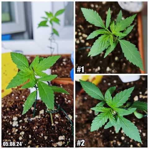 SLH Auto growlog photo: 😊☀🌿