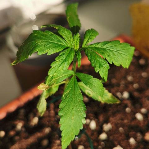 SLH Auto growlog photo: Doch etwas zu früh das Leaf Coat gesprüht,  da hat die Sonne leider ein paar Verbrennungen verursacht 😅🙈🌿☀🔥 #1 