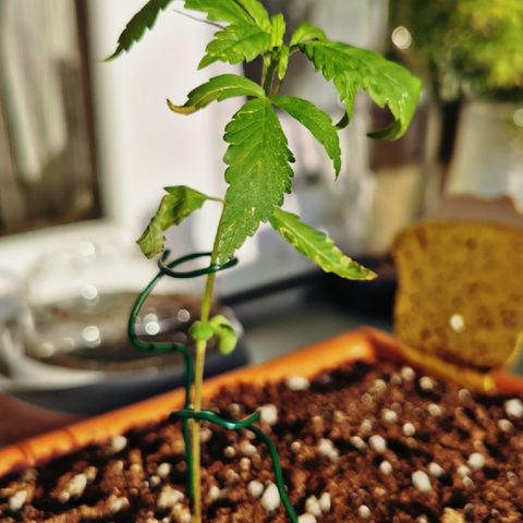 SLH Auto growlog photo: Doch etwas zu früh das Leaf Coat gesprüht,  da hat die Sonne leider ein paar Verbrennungen verursacht 😅🙈🌿☀🔥 #1 
