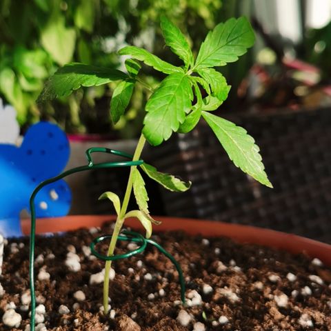 SLH Auto growlog photo: Auch #2 hat etwas gelitten 🙈🌿☀🔥