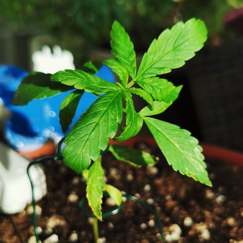 SLH Auto growlog photo: Auch #2 hat etwas gelitten 🙈🌿☀🔥