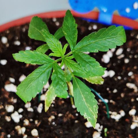 SLH Auto growlog photo: Thripse breiten sich aus 😬🌱