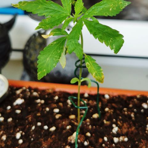 SLH Auto growlog photo: Thripse breiten sich aus 😬🌱