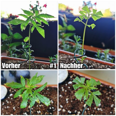 SLH Auto growlog photo: Die Ladies waren beim Friseur,  alles verbrannte und kaputte kam weg so gut es geht ✂🌱 
Hoffentlich war es die richtige Entscheidung 💪🍀