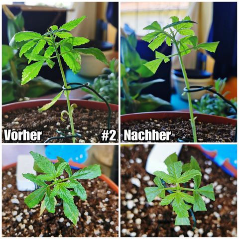 SLH Auto growlog photo: Die Ladies waren beim Friseur,  alles verbrannte und kaputte kam weg so gut es geht ✂🌱 
Hoffentlich war es die richtige Entscheidung 💪🍀