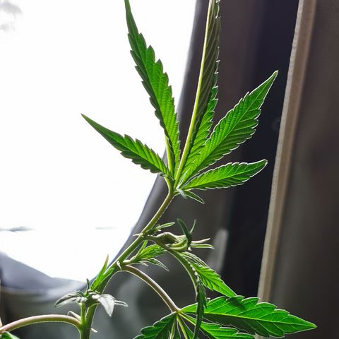 Super Buff Cherry #26 growlog photo