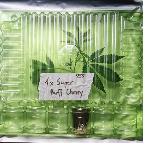 Super Buff Cherry #26 growlog photo