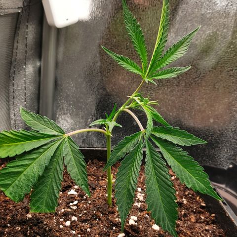 Super Buff Cherry #26 growlog photo