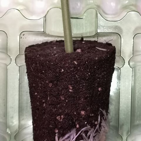 Super Buff Cherry #26 growlog photo