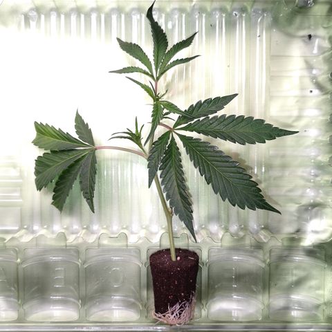 Super Buff Cherry #26 growlog photo