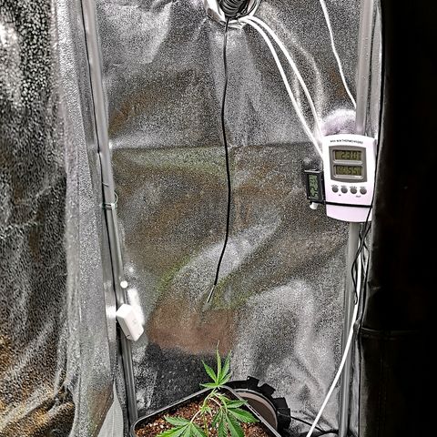 Super Buff Cherry #26 growlog timeline photo