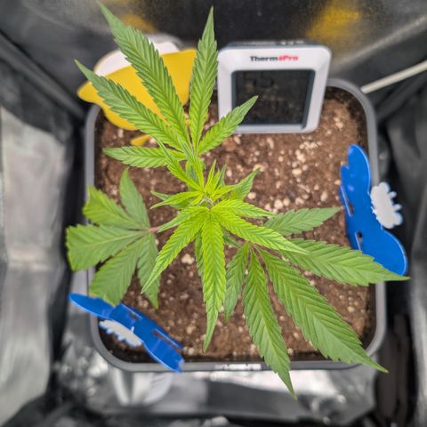 Super Buff Cherry #26 growlog timeline photo