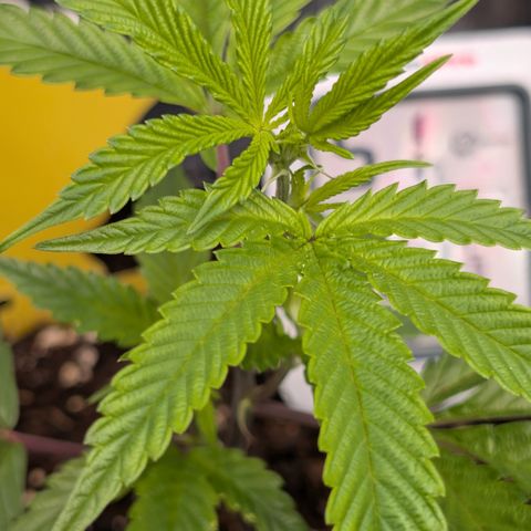 Super Buff Cherry #26 growlog timeline photo
