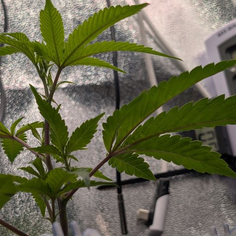 Super Buff Cherry #26 growlog timeline photo
