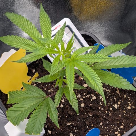 Super Buff Cherry #26 growlog timeline photo