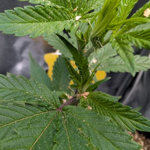 Super Buff Cherry #26 growlog photo: 🍃🌱🐞👌