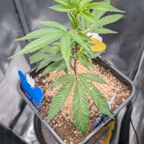 Super Buff Cherry #26 growlog photo: 🍃🌱🐞👌