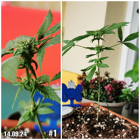 SLH Auto growlog photo: 😊🌱