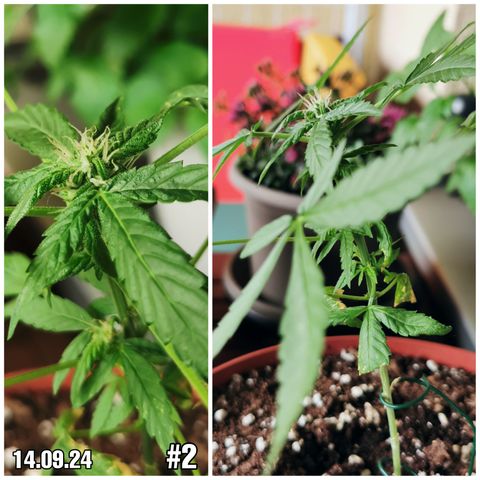 SLH Auto growlog photo: 😊🌱