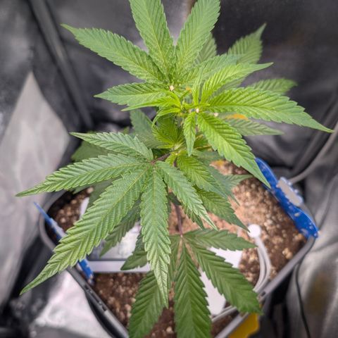 Super Buff Cherry #26 growlog photo: 💧🌱🐞🌞