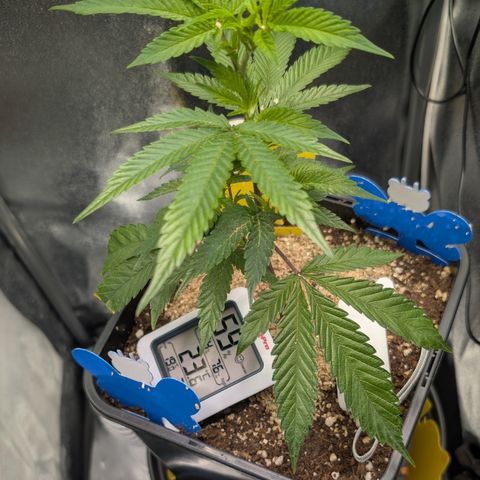Super Buff Cherry #26 growlog photo: 💧🌱🐞🌞