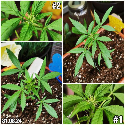 SLH Auto growlog photo: Und plötzlich sind die kleinen in der Blüte 😆😍🌱