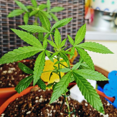 SLH Auto growlog photo: Und plötzlich sind die kleinen in der Blüte 😆😍🌱