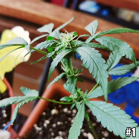 SLH Auto growlog photo: Thripse treiben immer noch ihr Unwesen, wie man leider auch eindeutig sieht 😅 
Aber wir geben nicht auf 💪🌱☀💚