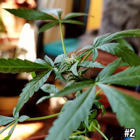 SLH Auto growlog photo: Thripse treiben immer noch ihr Unwesen, wie man leider auch eindeutig sieht 😅 
Aber wir geben nicht auf 💪🌱☀💚