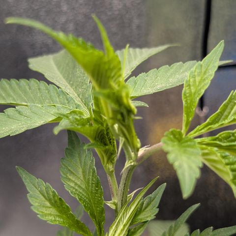 Super Buff Cherry #26 growlog photo: Symtome evtl. Überwassert, Hitze-, Windstress, Nährstoffe ? 