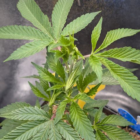 Super Buff Cherry #26 growlog photo: Symtome evtl. Überwassert, Hitze-, Windstress, Nährstoffe ? 