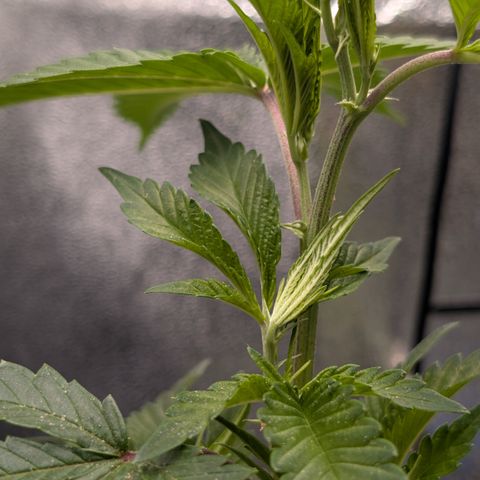 Super Buff Cherry #26 growlog photo: Symtome evtl. Überwassert, Hitze-, Windstress, Nährstoffe ? 