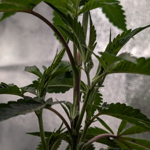 Super Buff Cherry #26 growlog photo: Symtome evtl. Überwassert, Hitze-, Windstress, Nährstoffe ? 